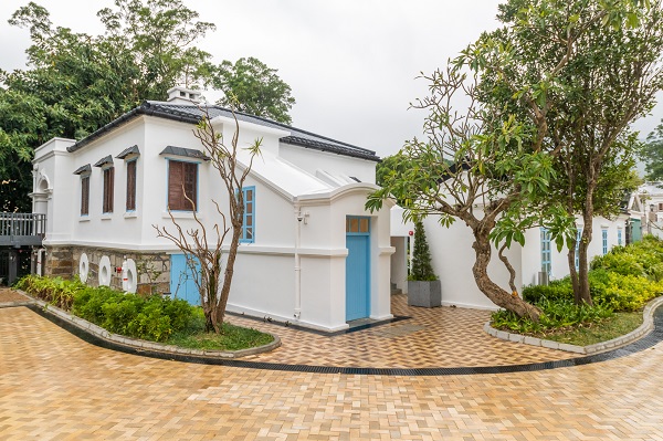 港島山頭上的乳牛