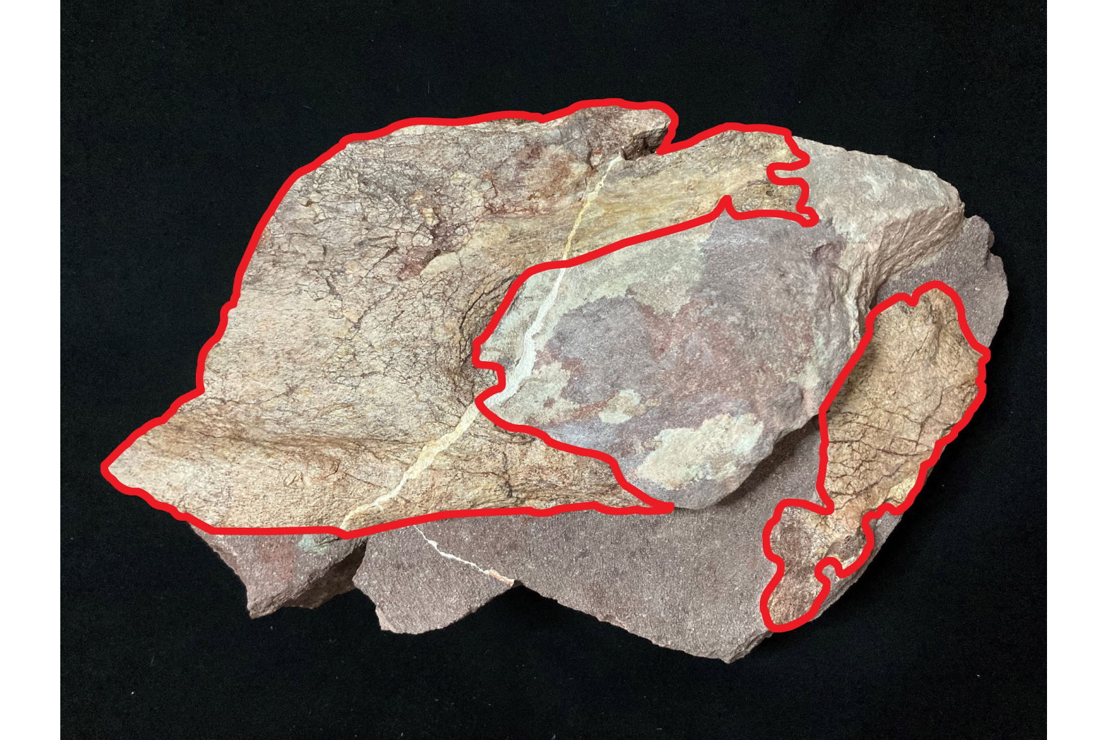 香港首次發現恐龍化石