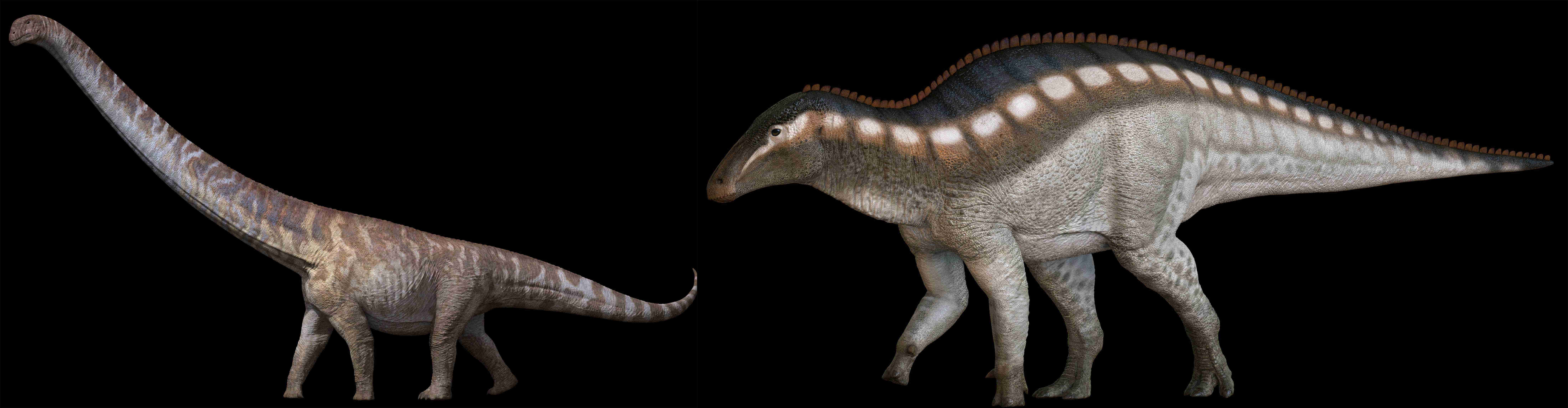 古脊椎所專家推測赤洲的大型恐龍,可能是蜥腳類恐龍(左圖示例)或鳥臀類恐龍(右圖示例)(照片由古脊椎所提供)