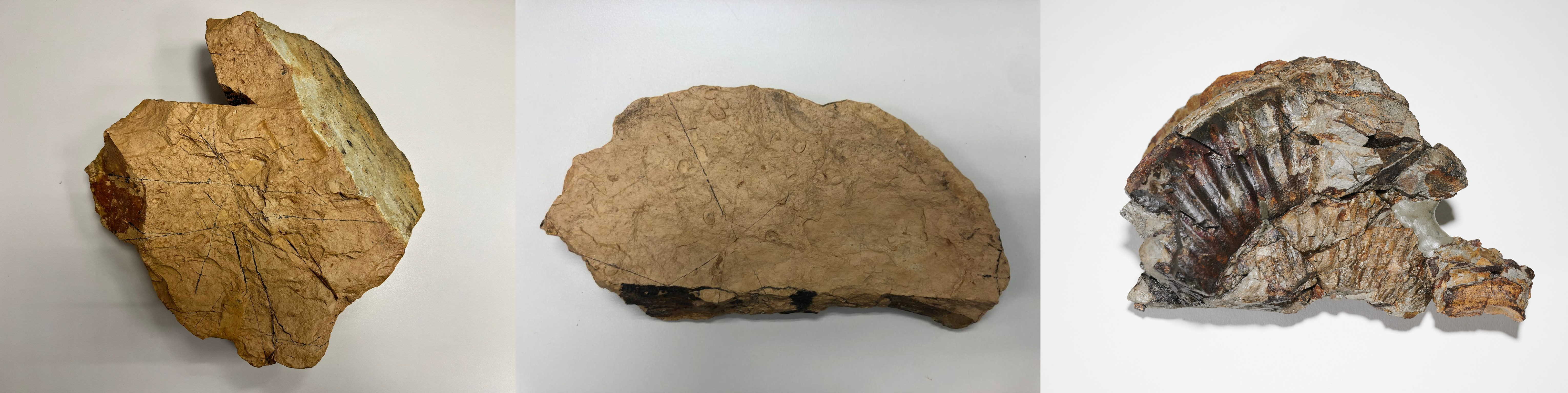 2021年於船灣及深涌發現的介形類(左一、二)和菊石(右一)化石。(古物古蹟辦事處藏品)