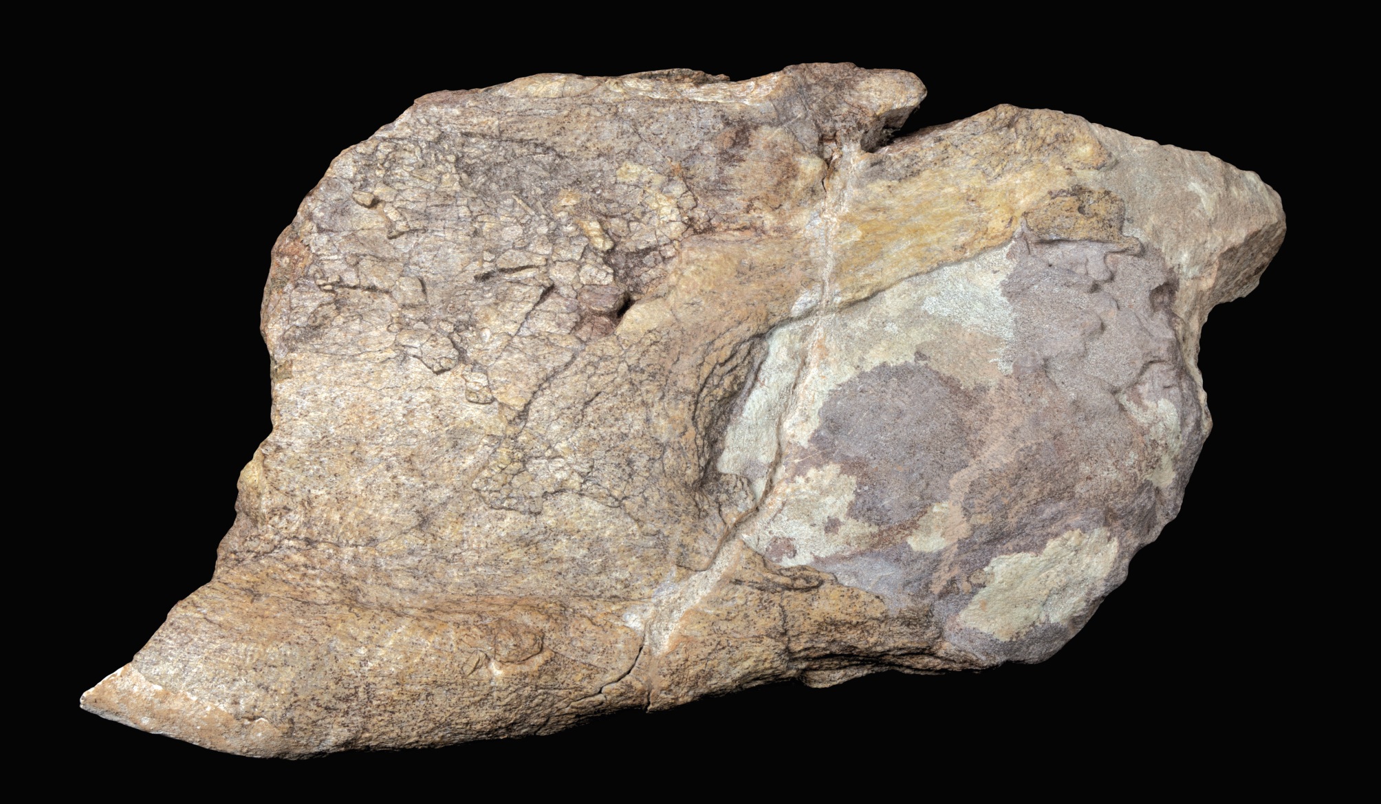 已完成清修的恐龍化石