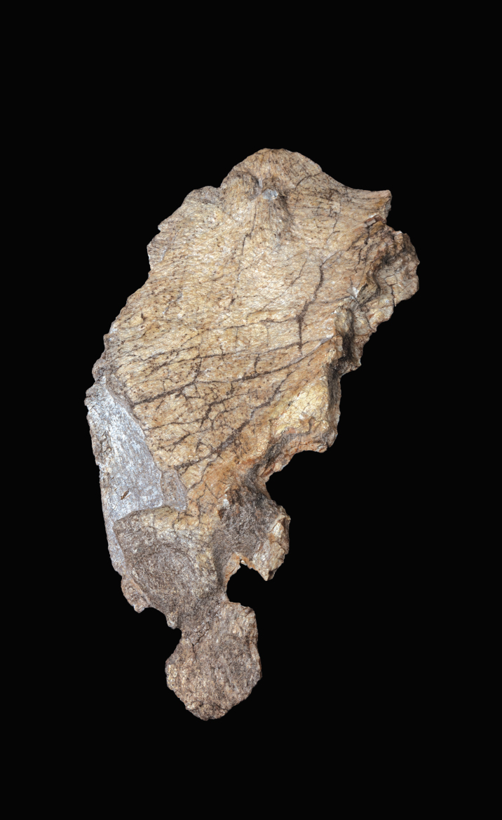 已完成清修的恐龍化石