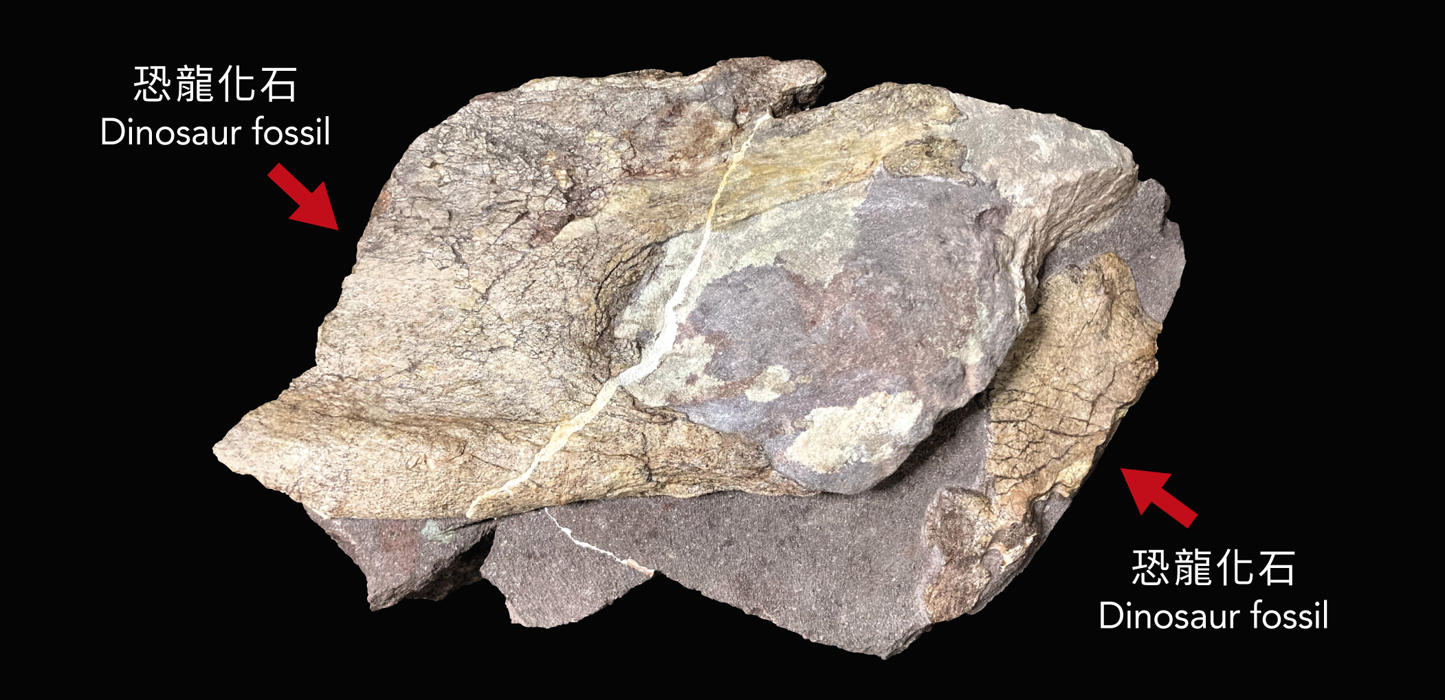 初步完成清修後含恐龍化石的岩石（攝於2024年10月）