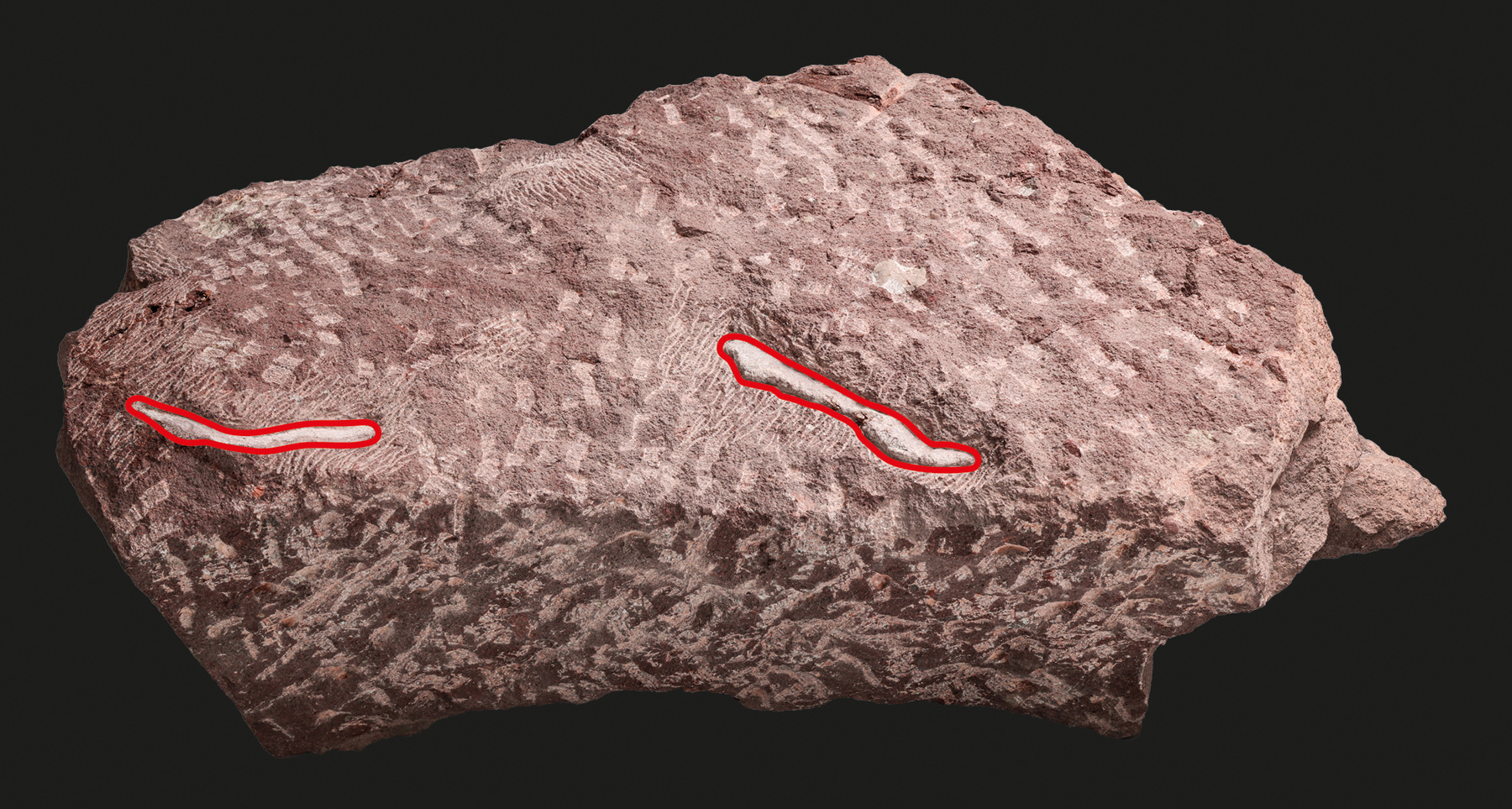 局部清修後含恐龍化石的岩石 Partially prepared rock that contains dinosaur fossils