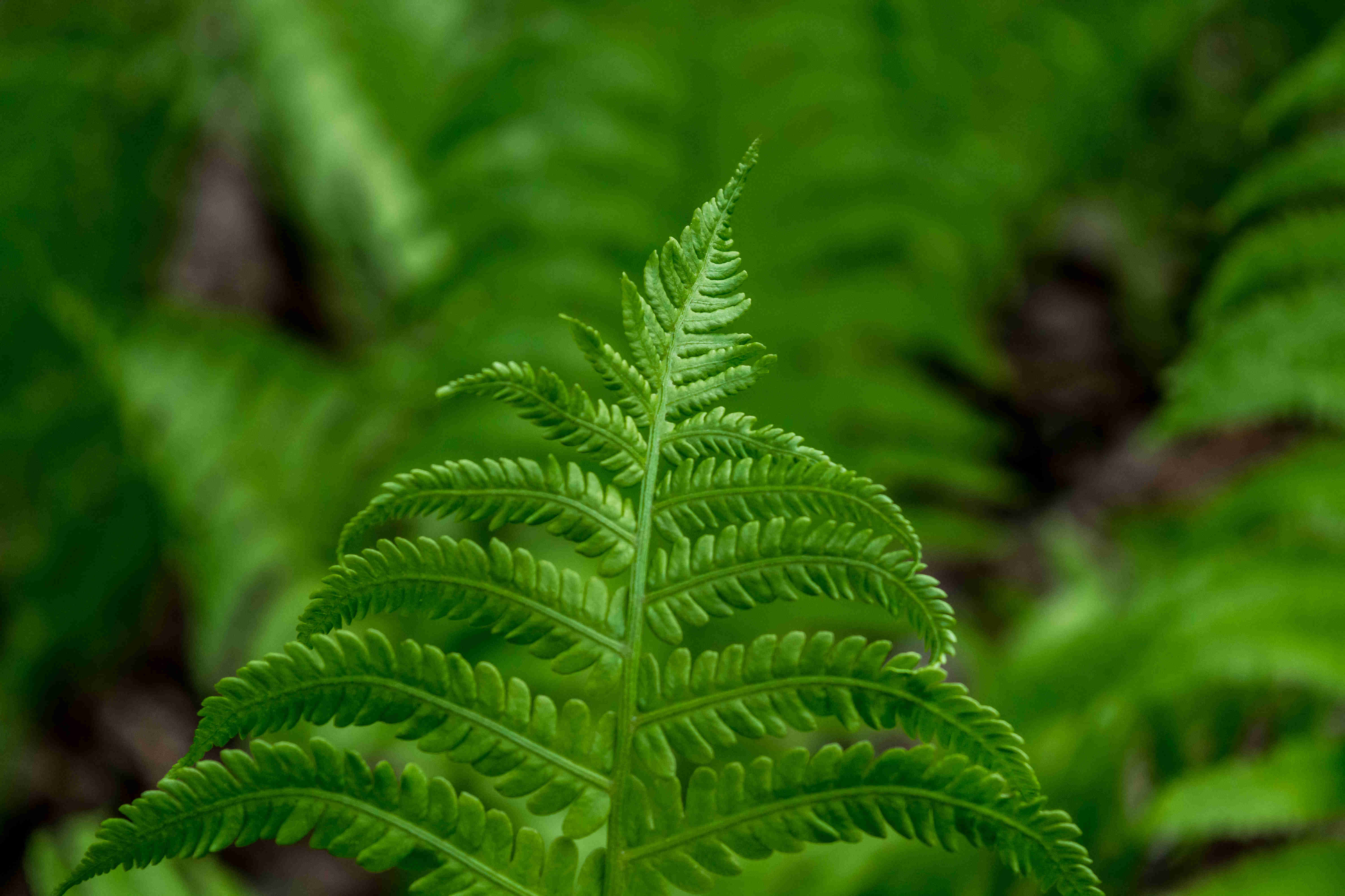 蕨類植物局部Close-up of ferns