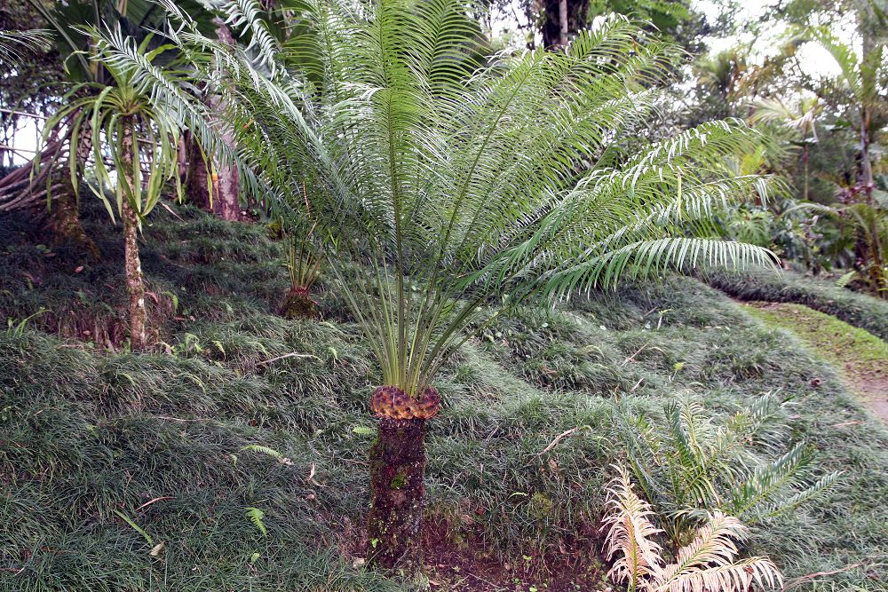 蘇鐵植物 Cycads