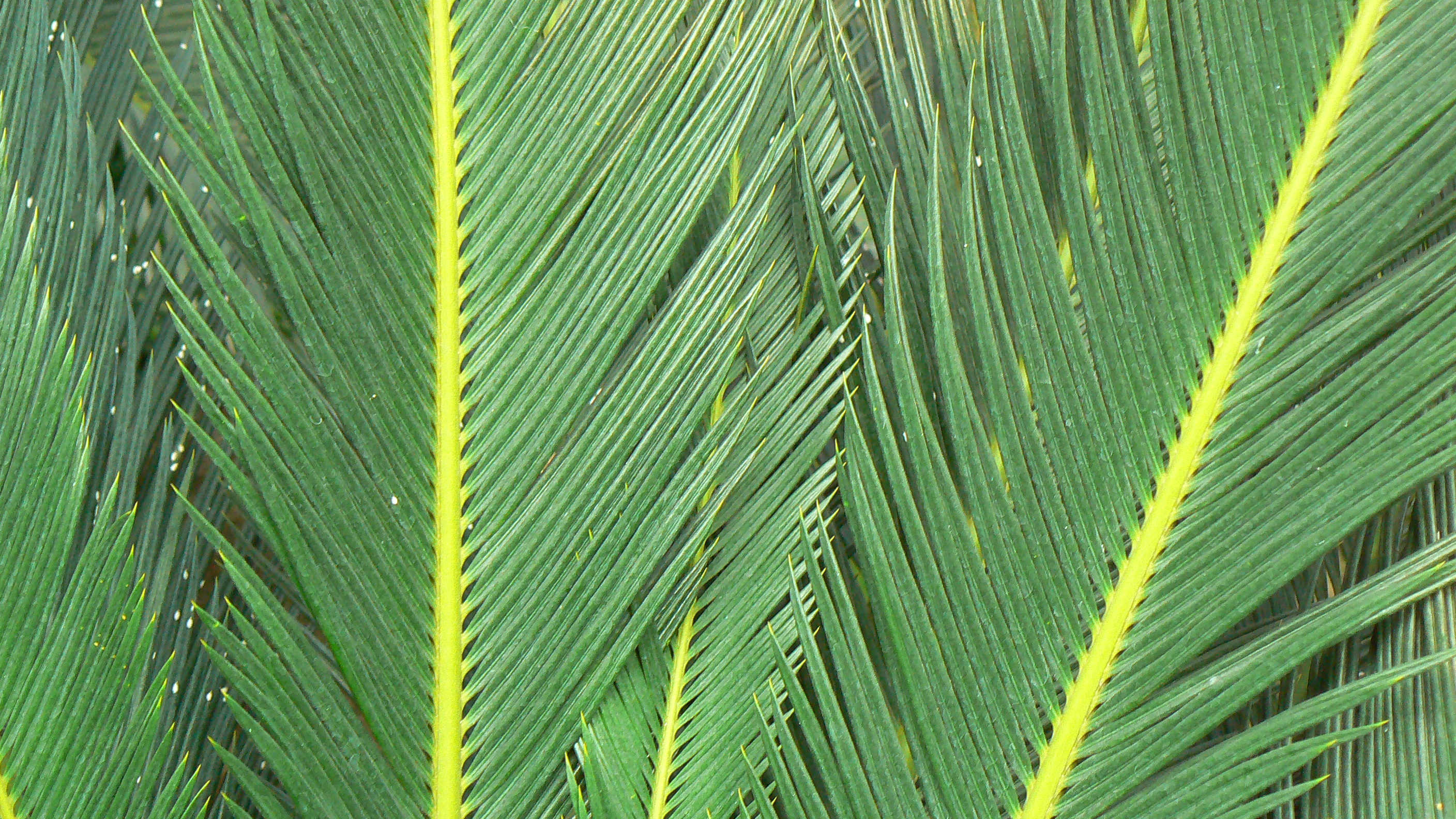 蘇鐵植物細部Close-up of cycads