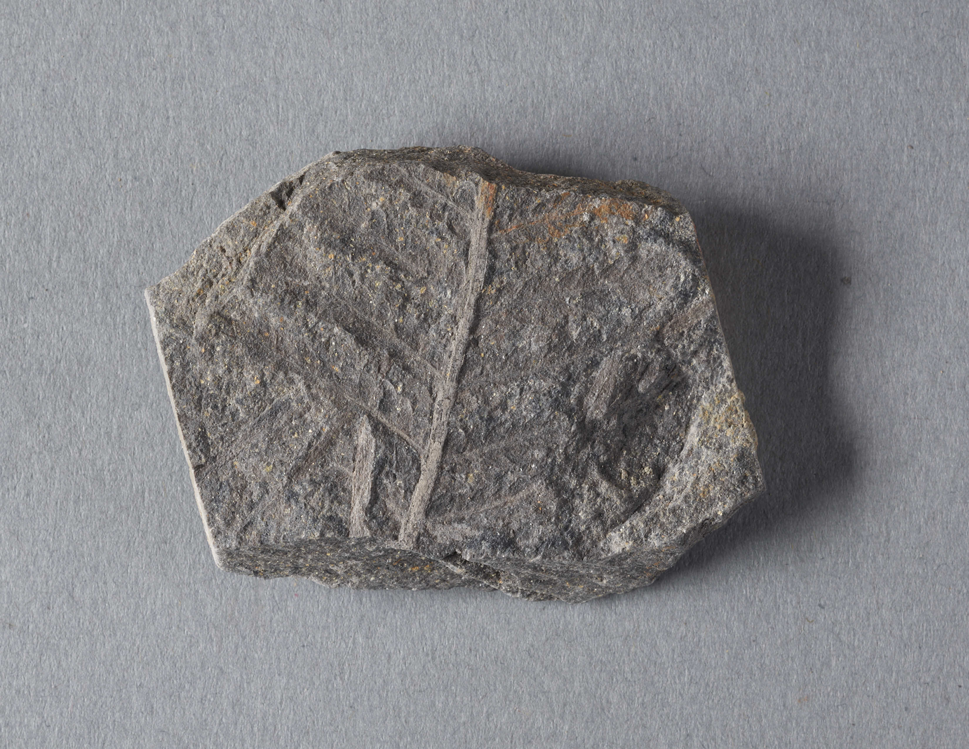 植物化石 Plant Fossils